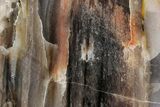 Polished Petrified Wood (Araucarioxylon) - Arizona #352615-1